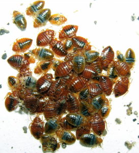 How Effective is Hit on Bed Bugs? - Exterminator Mississauga