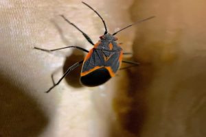 Boxelder bugs vs milkweed bugs - Exterminator Mississauga